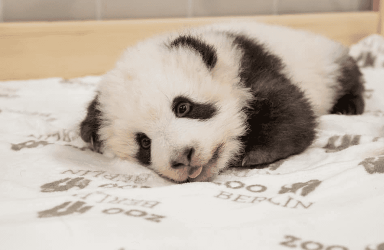 Berlin Zoo’s baby panda twins are three months old and they’re SO cute