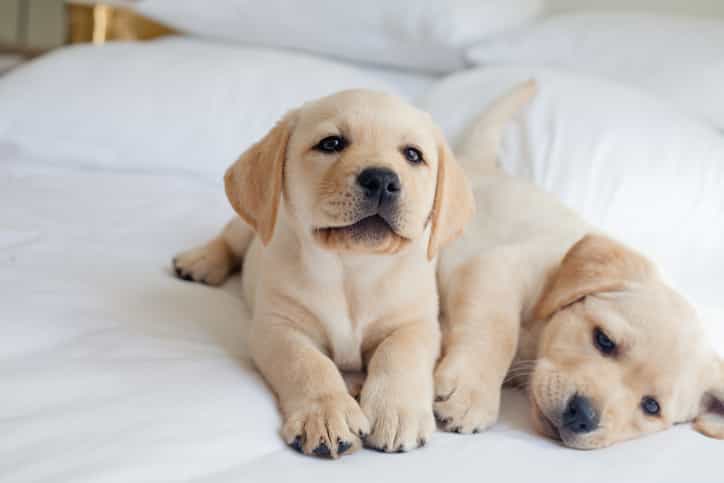 Dog years are not a thing and your puppy is actually middle aged, claims study
