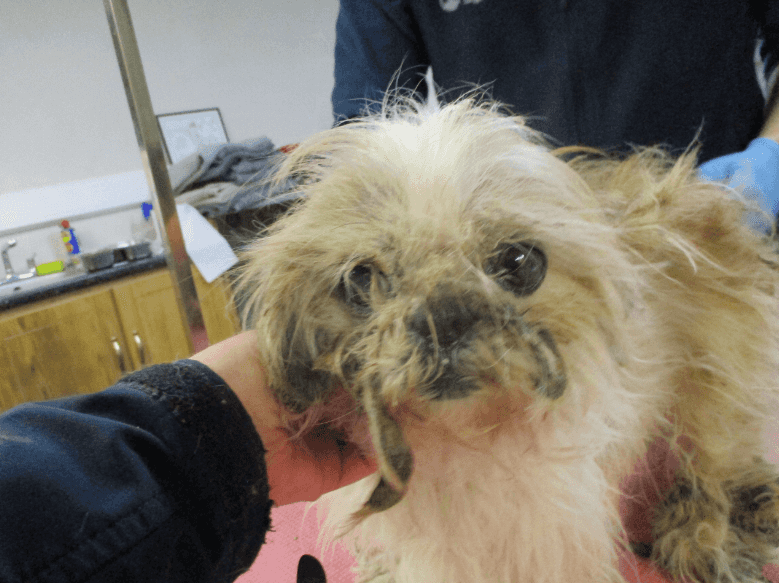 Eight dogs rescued from ‘terrible’ hoarding conditions in Co Cork