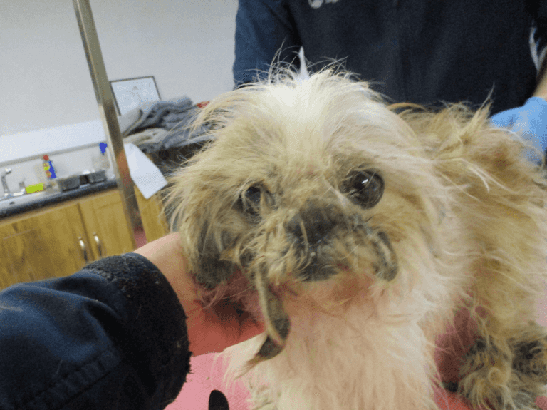 Eight dogs rescued from ‘terrible’ hoarding conditions in Co Cork