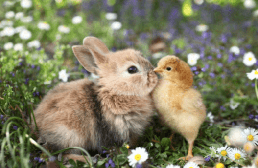 10 fun facts about bunnies and chicks that you definitely didn’t know