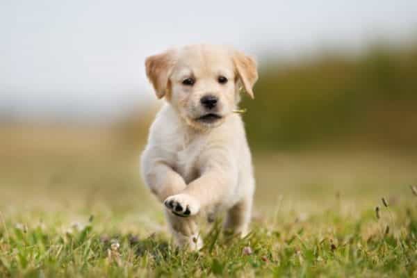 Here’s how to keep your dog safe and sound during the hot weather