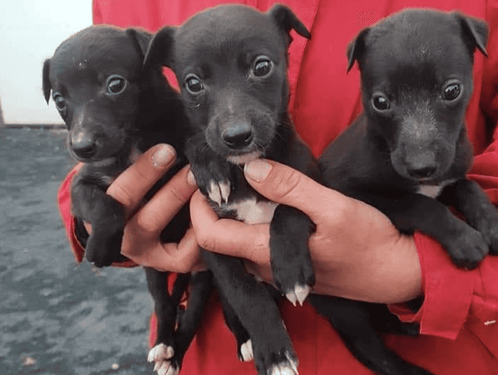 Eight dogs believed to be worth €5,000 seized by Gardaí in Co. Tipperary
