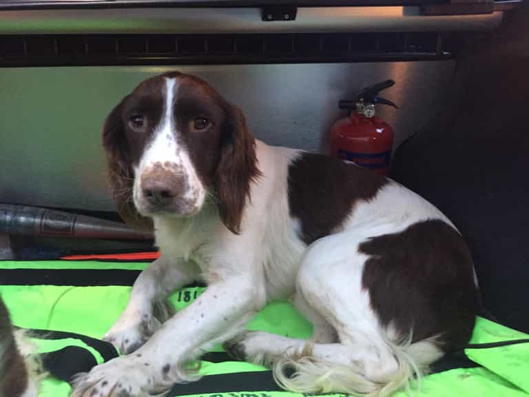 Gardaí appeal to find owner of stolen “nervous” dog, reunite second dog with owner