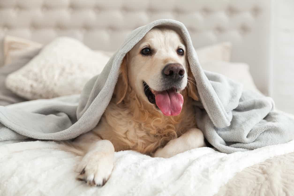Dromoland Castle introduce dog-friendly rooms to give your pooch the perfect stay