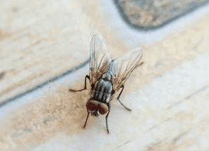 The Mrs Hinch approved hack that’ll help you get rid of flies in your house