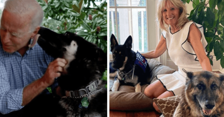 Biden’s dogs, Champ and Major, have officially entered the White House