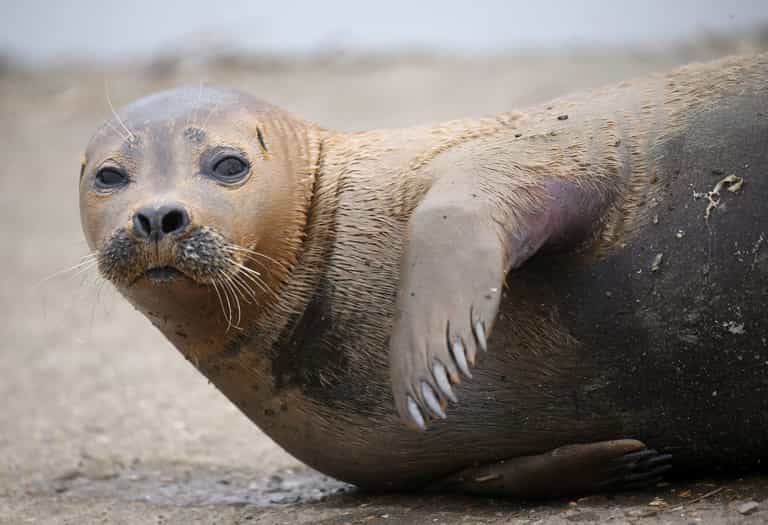 London seal ‘Freddie Mercury’ put down after dog attack London seal ‘Freddie Mercury’ put down after dog attack