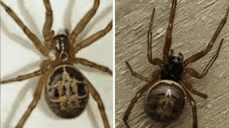National Poisons Information Centre warns public over increase in false widow spiders National Poisons Information Centre warns public over increase in false widow spiders