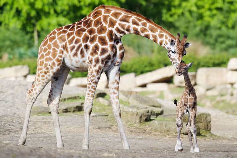 Dublin Zoo to reinvent itself with ambitious new plan Dublin Zoo to reinvent itself with ambitious new plan