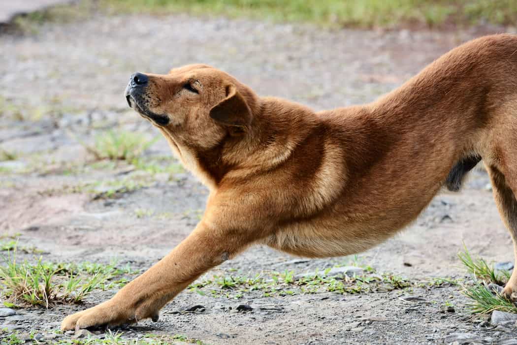 Warning issued to dog owners about the “big stretch”