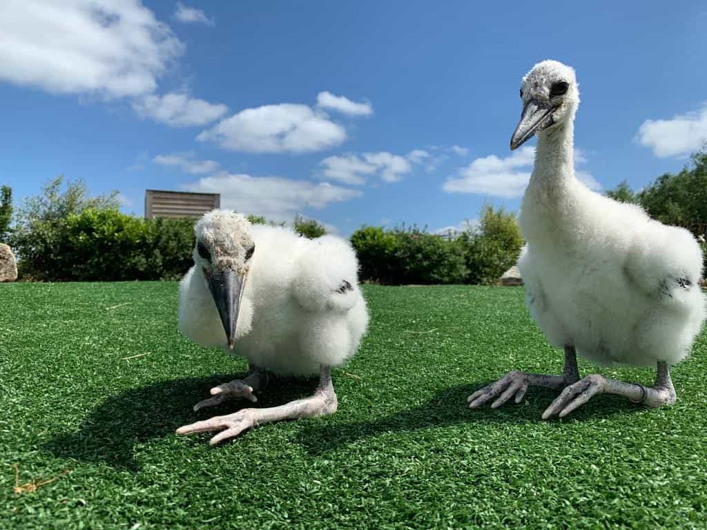 Tayto Park welcomes three chicks and need your help naming the new arrivals
