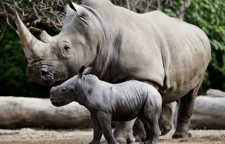 Concerns raised over animal welfare at Dublin Zoo following official inspection Concerns raised over animal welfare at Dublin Zoo following official inspection