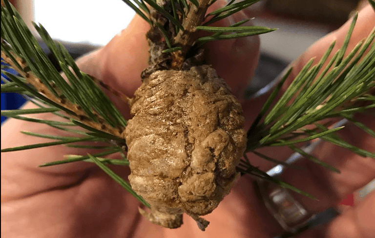 Mysterious clumps in Christmas tree should be removed immediately