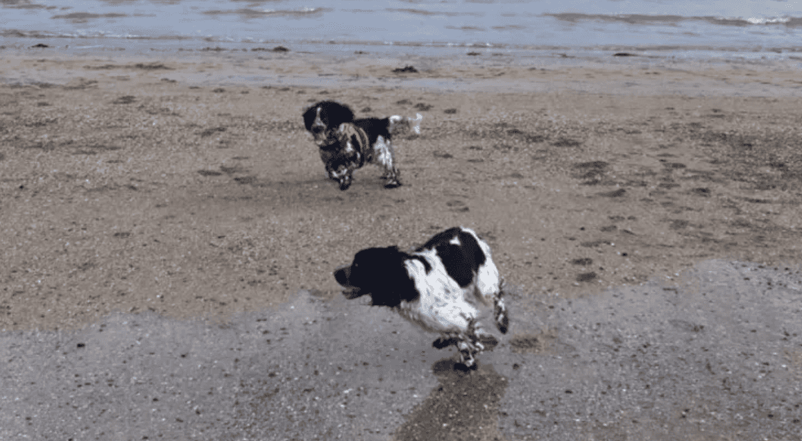 Long-lost dog siblings accidentally reunite on Kerry beach on Christmas Day