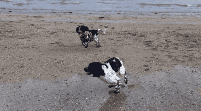 Long-lost dog siblings accidentally reunite on Kerry beach on Christmas Day