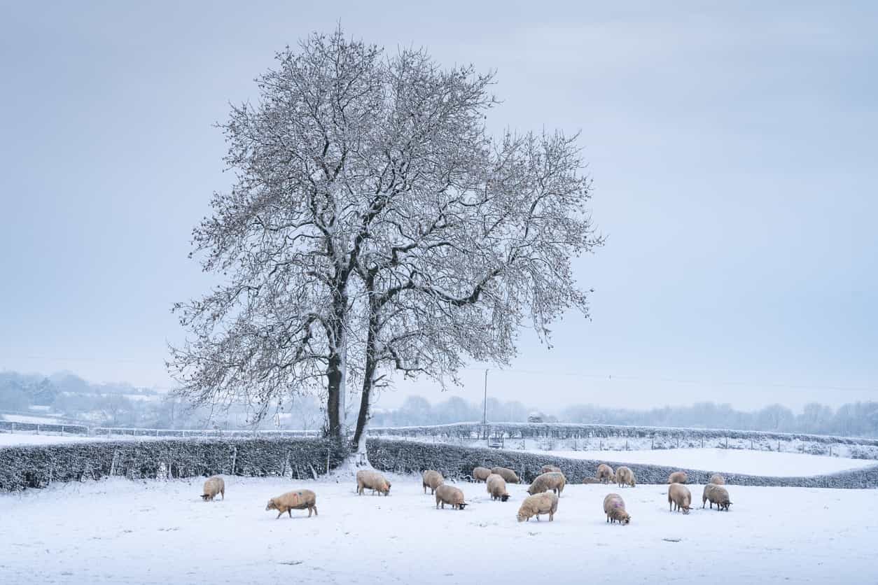 These are the counties that are most likely to get a white Christmas