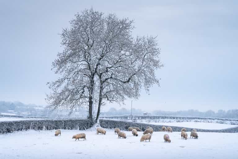 These are the counties that are most likely to get a white Christmas These are the counties that are most likely to get a white Christmas