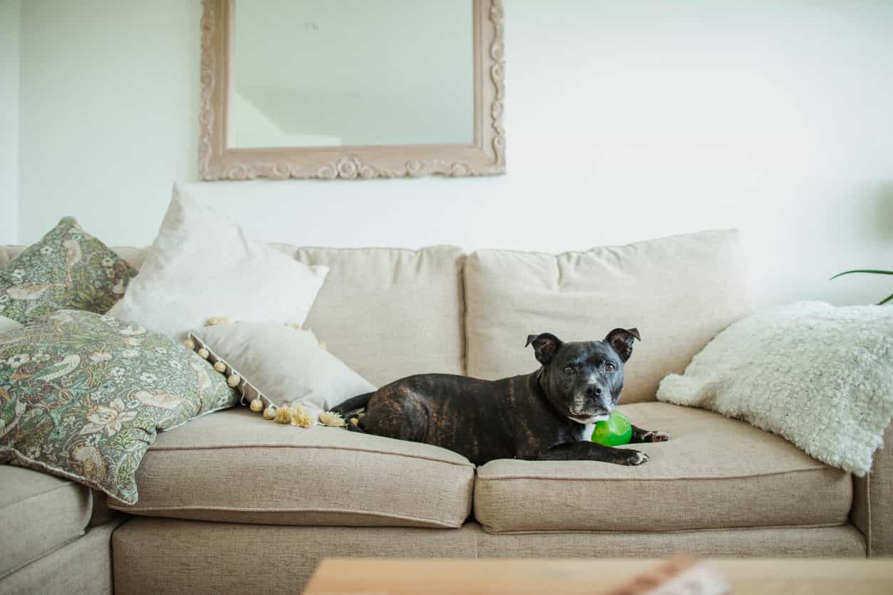 Should pit bulls be banned in Ireland? Parents express concerns after recent attacks