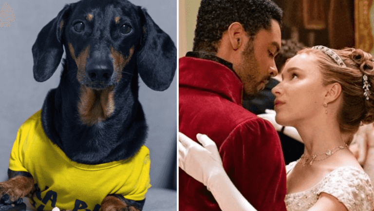 Watching Bridgerton can help your dog relax, according to science Watching Bridgerton can help your dog relax, according to science