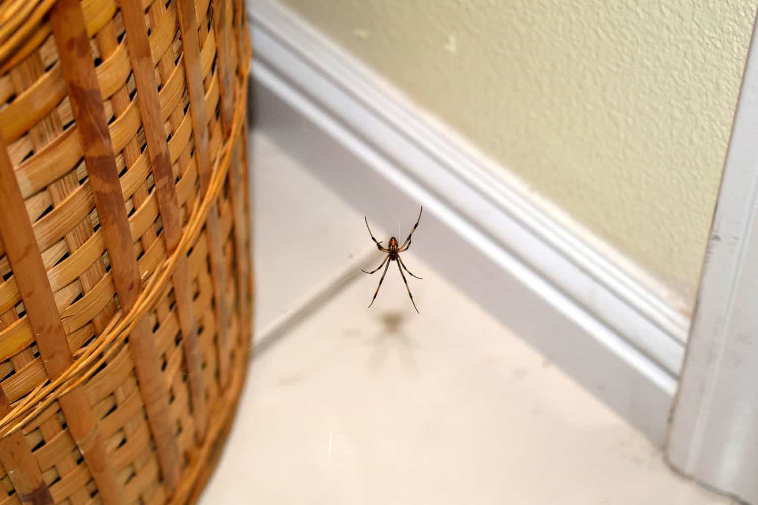 Mum reveals genius hack that will keep spiders out of your house
