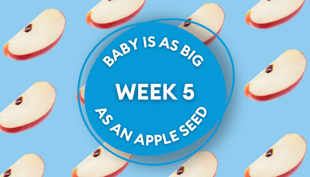 Your baby at 5 weeks: Week-by-week guide to pregnancy