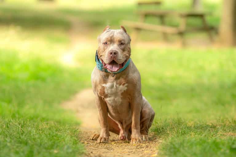 Veterinary Officer calls for Bully XL dogs to be banned in Ireland