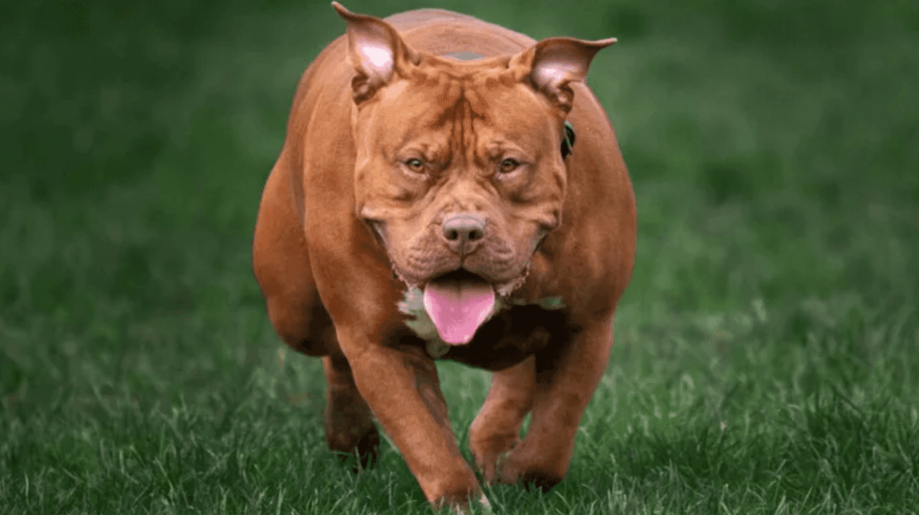 XL bully dogs set to be banned in Ireland