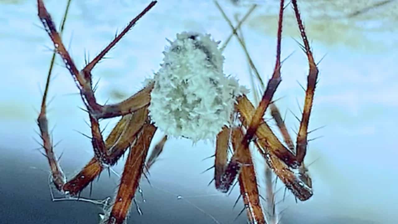 ‘Zombie spiders’ infected by fungus found in Ireland
