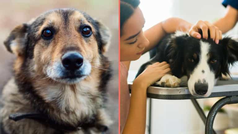 Urgent warning issued to dog walkers as number of pets ‘drop dead’