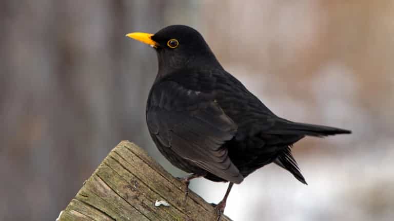 Warning issued to anyone who sees blackbirds in their garden Warning issued to anyone who sees blackbirds in their garden