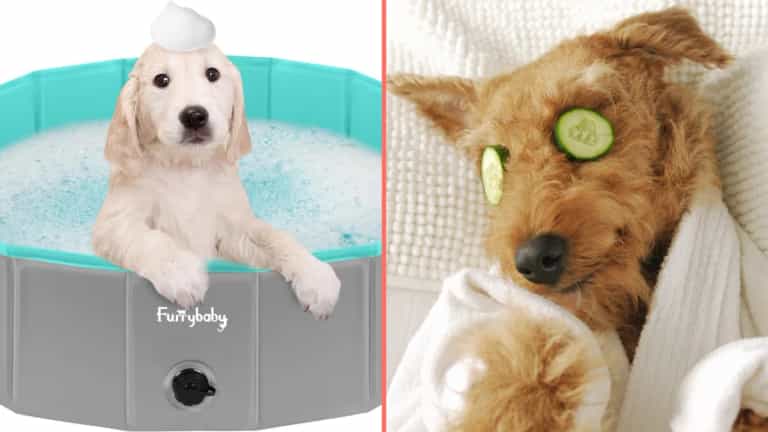 Give your dog the spa treatment with this outdoor pool designed for pets Give your dog the spa treatment with this outdoor pool designed for pets