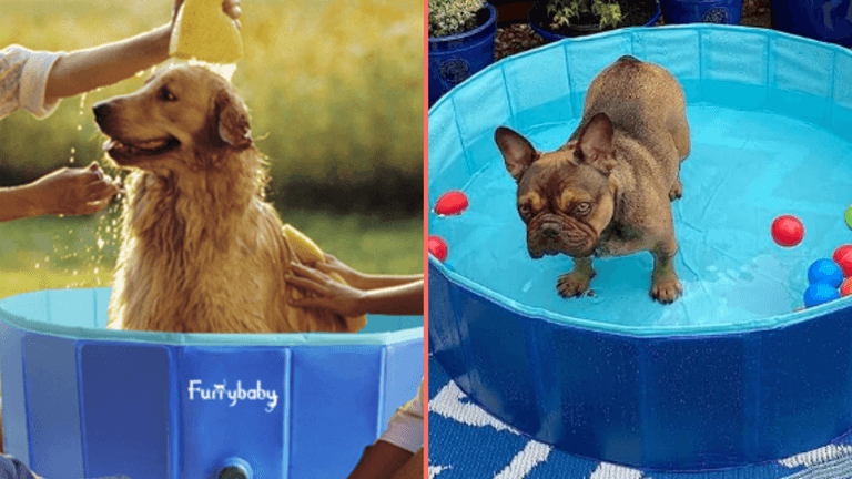 Keep your dog cool in this outdoor pool designed for pets Keep your dog cool in this outdoor pool designed for pets