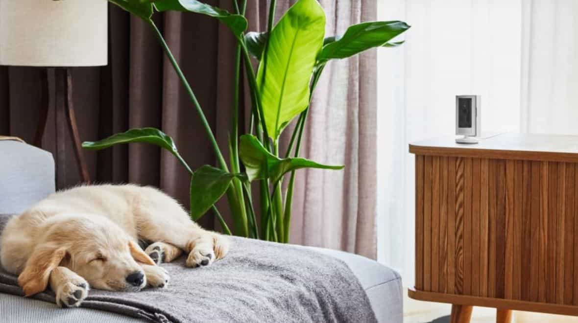 Ring Video camera branded ‘game changer’ by pet owners has priced slashed by 50%
