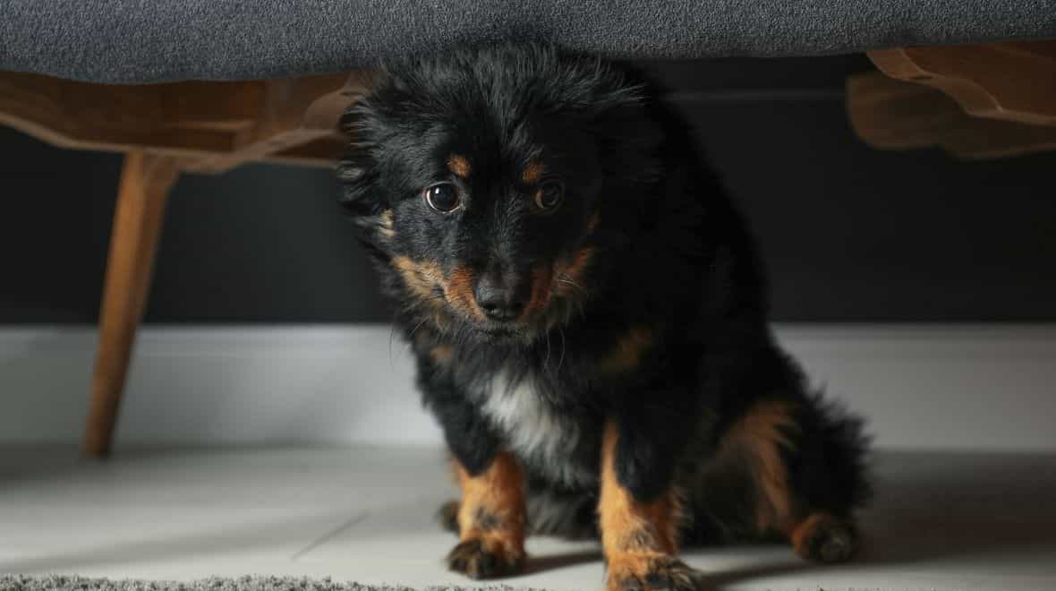 Dog owners praise ‘amazing’ device that keeps pets calm during fireworks