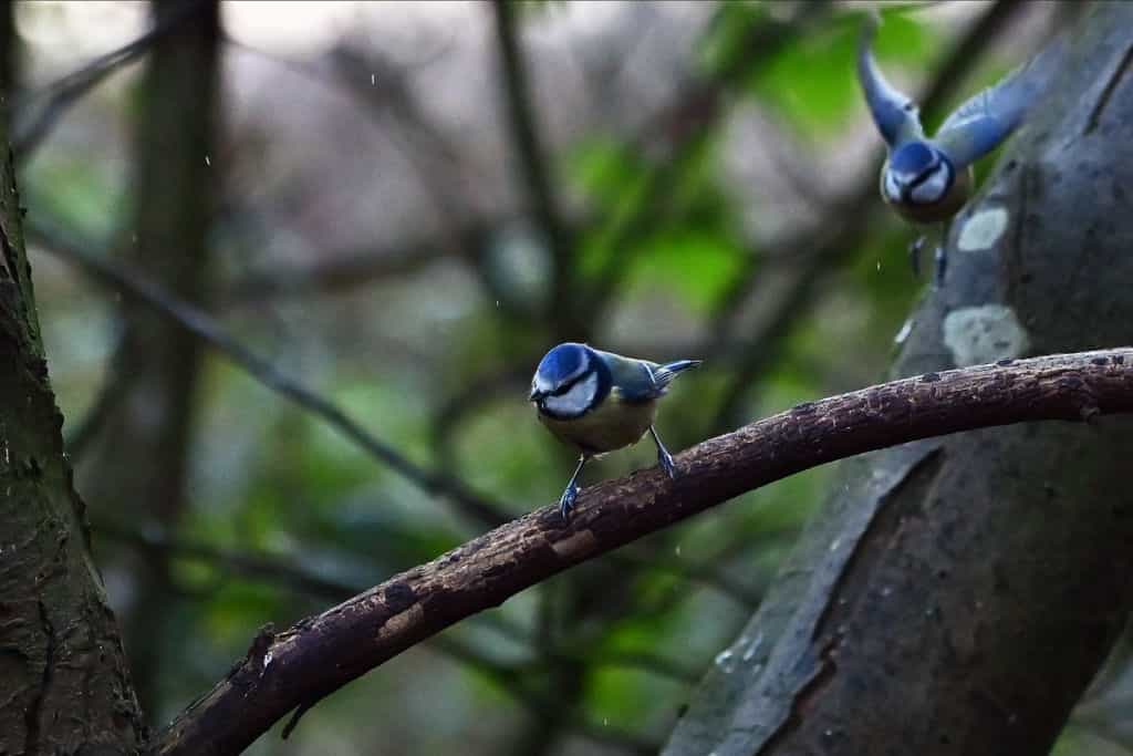 Anyone who sees blue tits in their garden issued warning