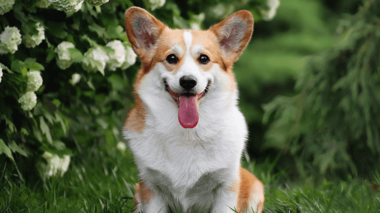 Seven stolen dogs walk 10 miles home after escaping from truck in China