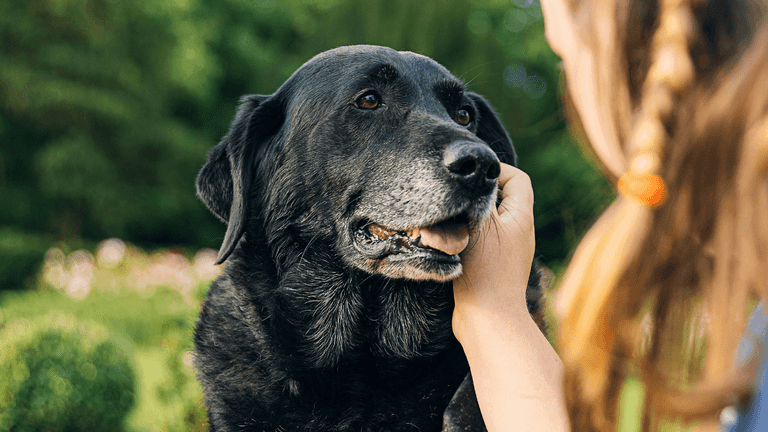 Anti-aging drug for dogs has been developed and is set to be available soon
