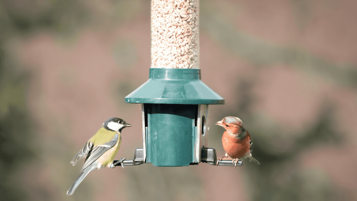 Irish households urged to stop feeding birds this summer