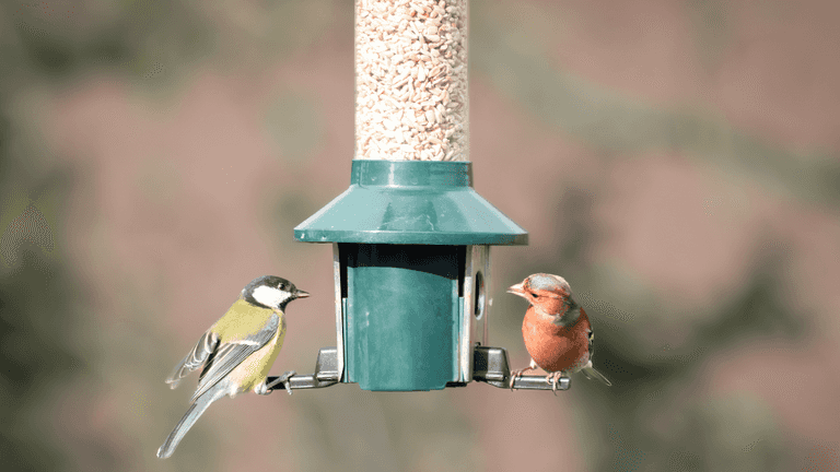 Irish households urged to stop feeding birds this summer