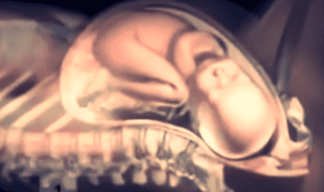 Watch: Amazing 3D Video Shows What Childbirth Is Truly Like Watch: Amazing 3D Video Shows What Childbirth Is Truly Like