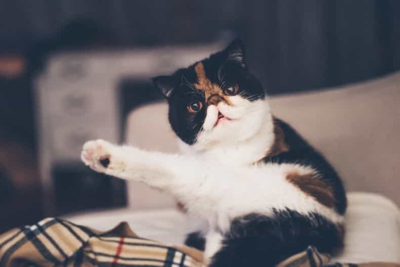 A Cat Is Running For President Of The United States