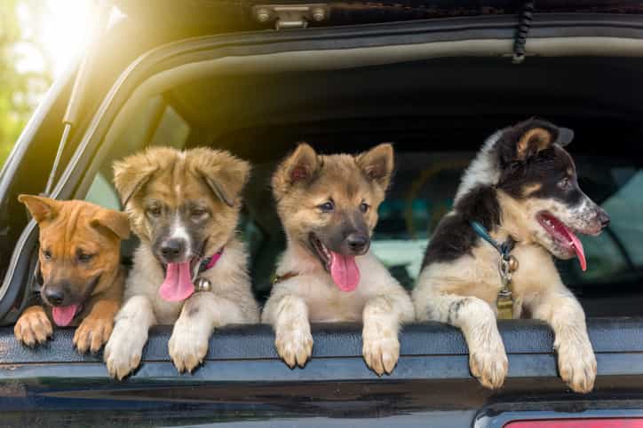 Animal lovers rejoice! A pet festival is coming to Dublin next month Animal lovers rejoice! A pet festival is coming to Dublin next month