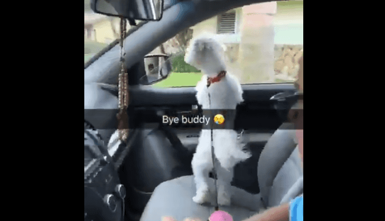 Dad picks up wrong dog from the groomer, and his son’s tweets are hilarious Dad picks up wrong dog from the groomer, and his son’s tweets are hilarious