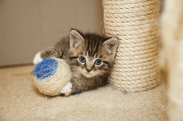 Little kitten born with a rare condition now able to walk again thanks to 3D printed leg