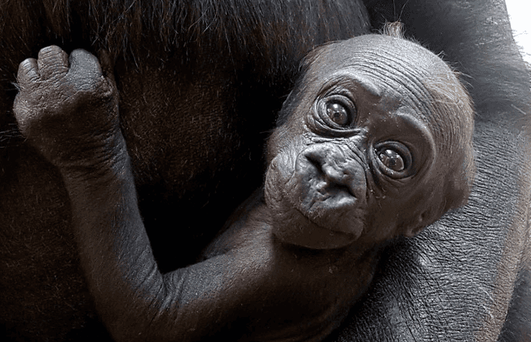 Dublin Zoo’s new baby gorilla is a girl and they want your help naming her Dublin Zoo’s new baby gorilla is a girl and they want your help naming her