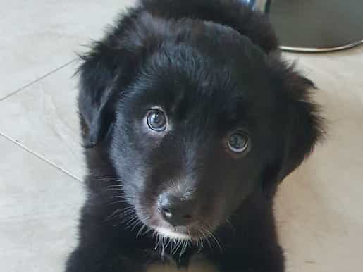 Six newborn puppies rescued in Longford