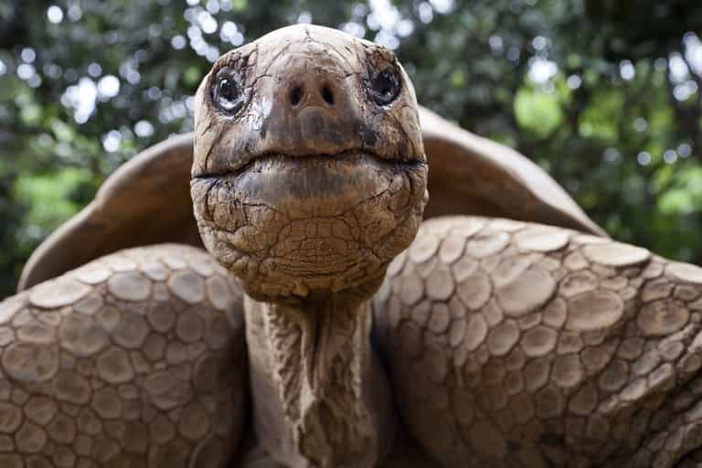 This 100-year-old Galapagos giant tortoise has fathered over 1,000 children This 100-year-old Galapagos giant tortoise has fathered over 1,000 children