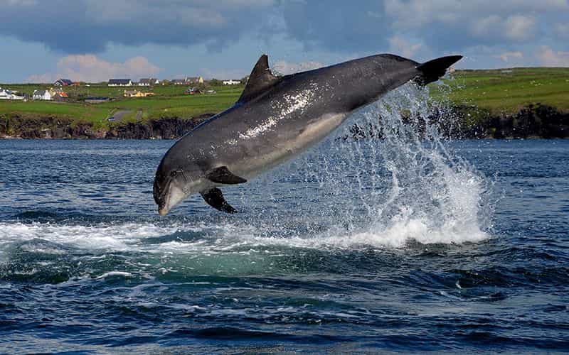 Fungie has been named the Guinness World Records’ oldest dolphin living alone