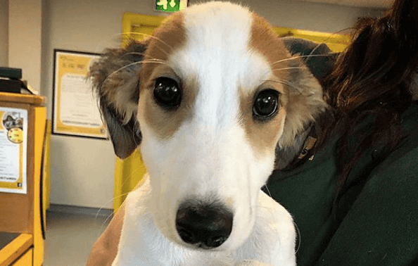 WATCH: Dogs Trust release Christmas advert and it’s important viewing for everyone